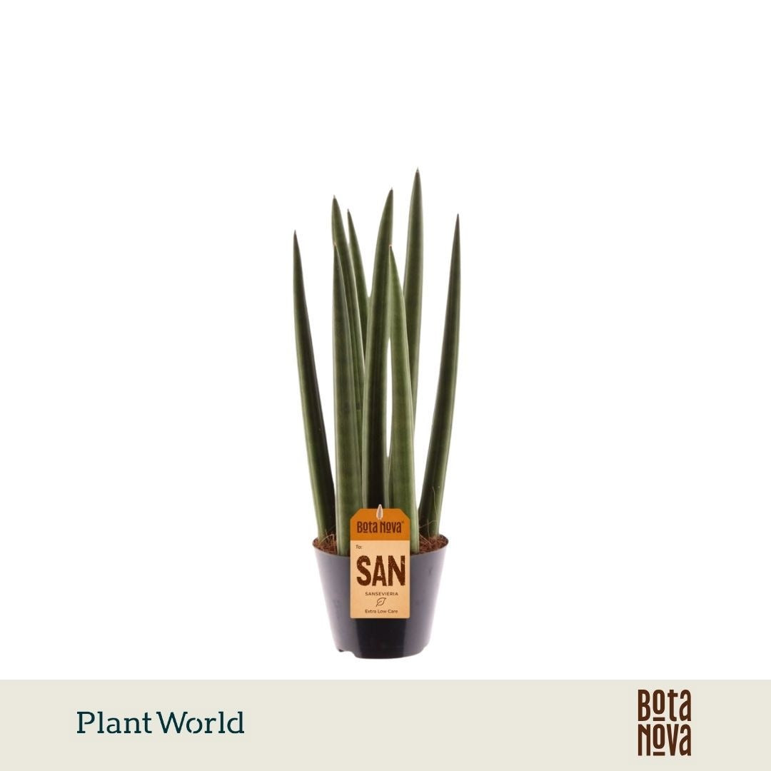 Sansevieria cylindrica 33cm 8.5cm Pot