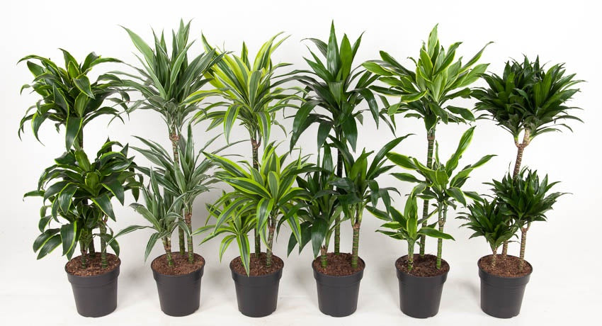 Dracaena marg. mix 60-30-15 110cm 21cm Pot