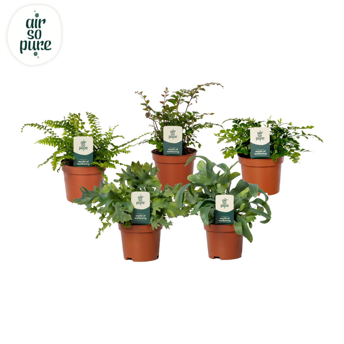 Ferns mix 15cm 9cm Pot