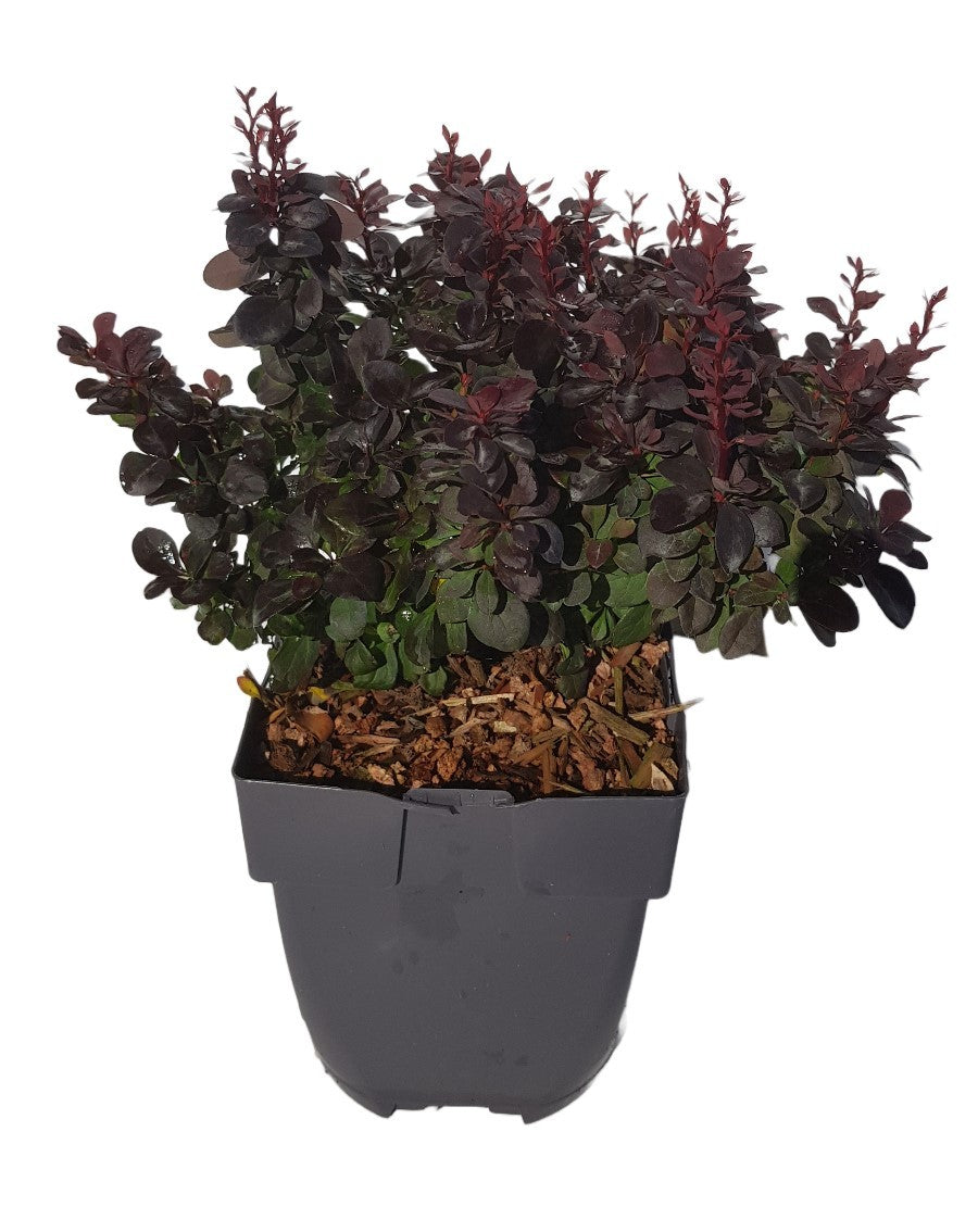 Berberis overig 30cm 17cm Pot