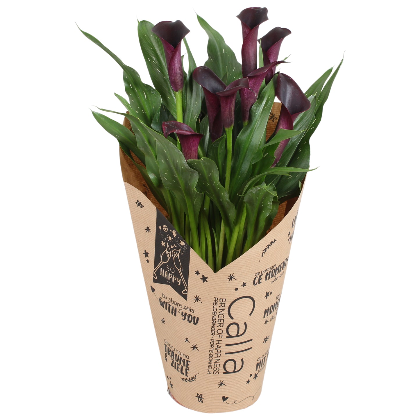 Zantedeschia Odessa 40cm 13cm Pot