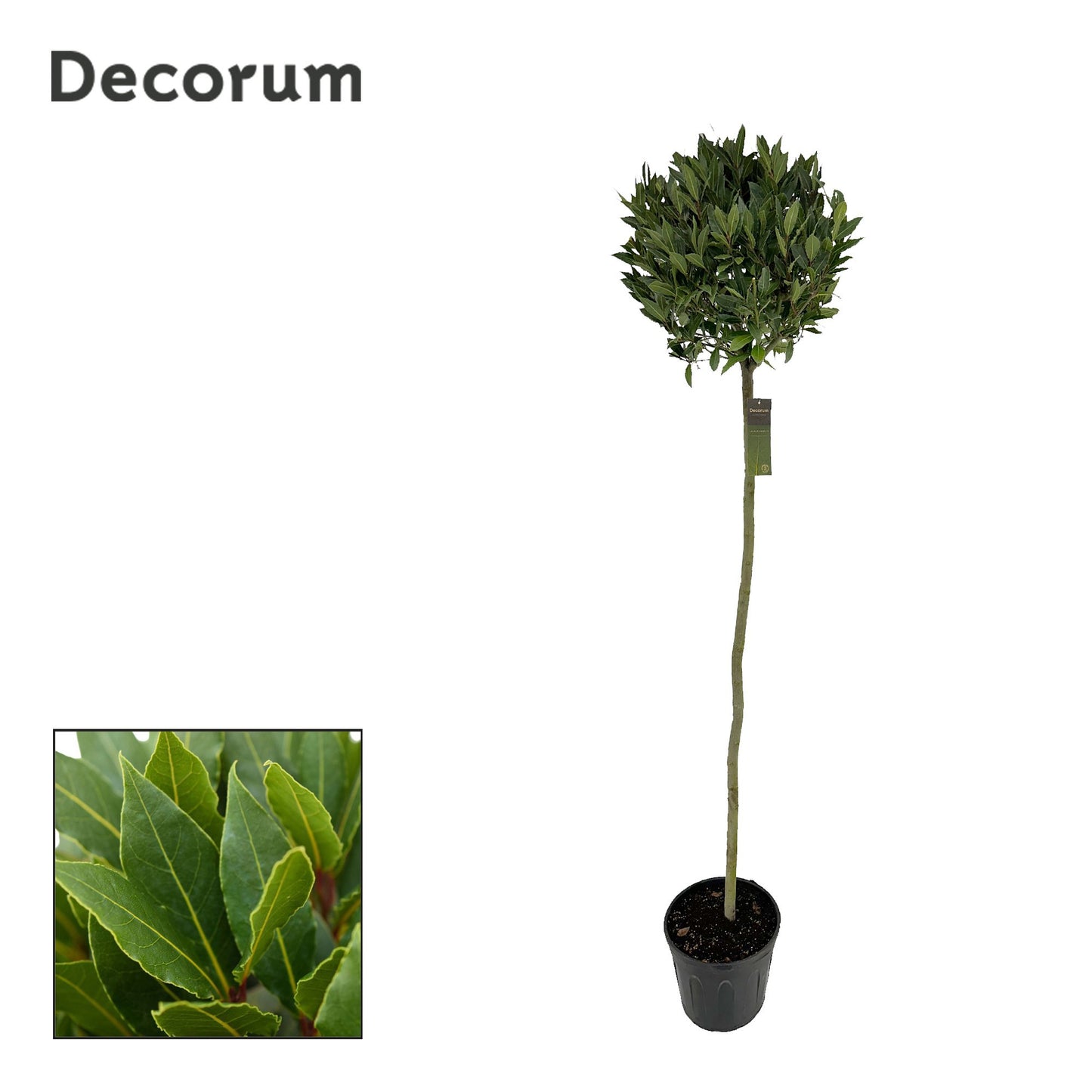 Laurus nobilis 220cm 30cm Pot