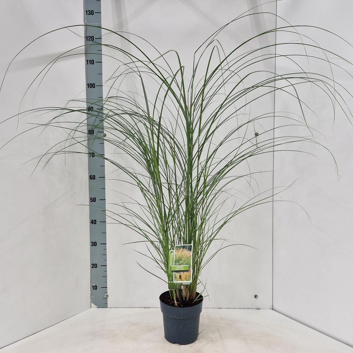 Miscanthus sin. Yaku Jima 110cm 17cm Pot