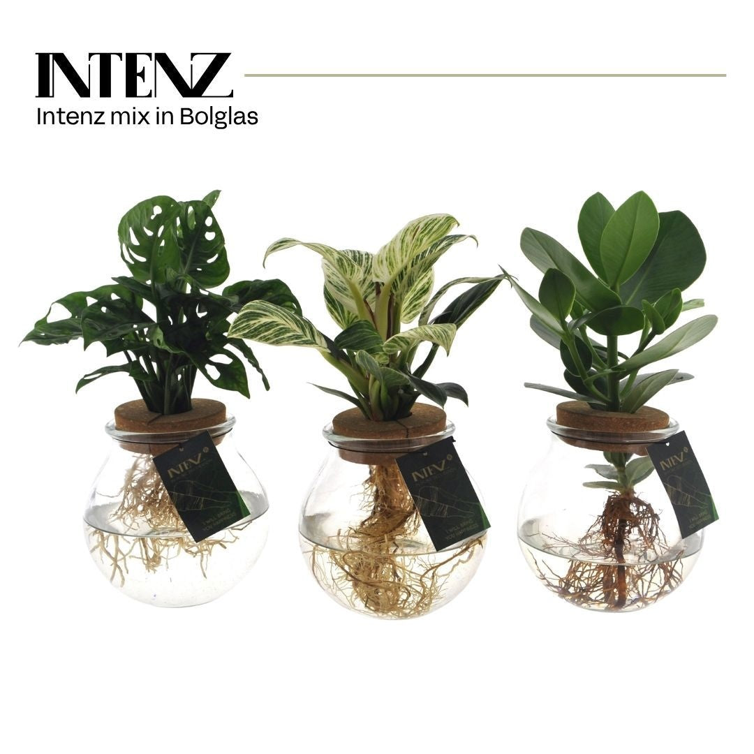 arr. Intenz mix EXCL12-BOL 30cm 12cm Pot