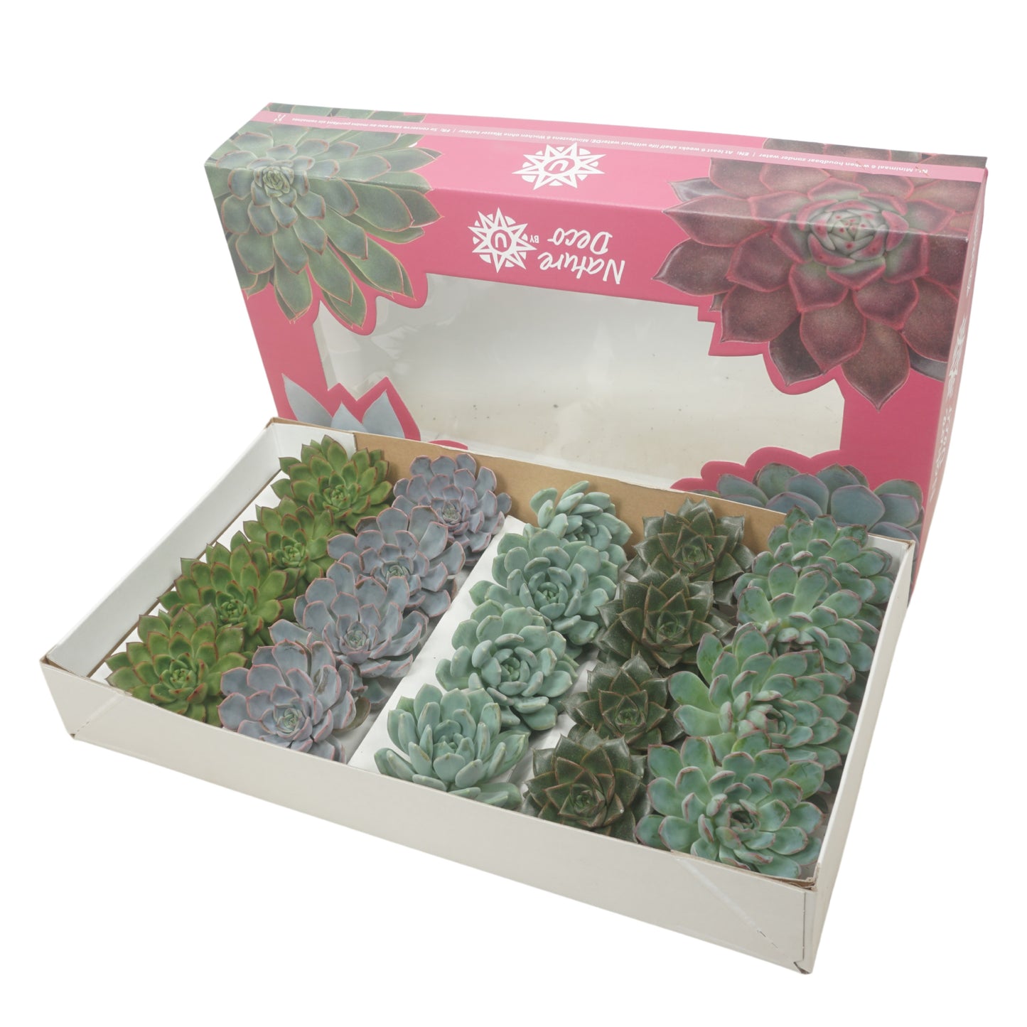 Ubink BV, hkw. Echeveria mix cut Pack of 20