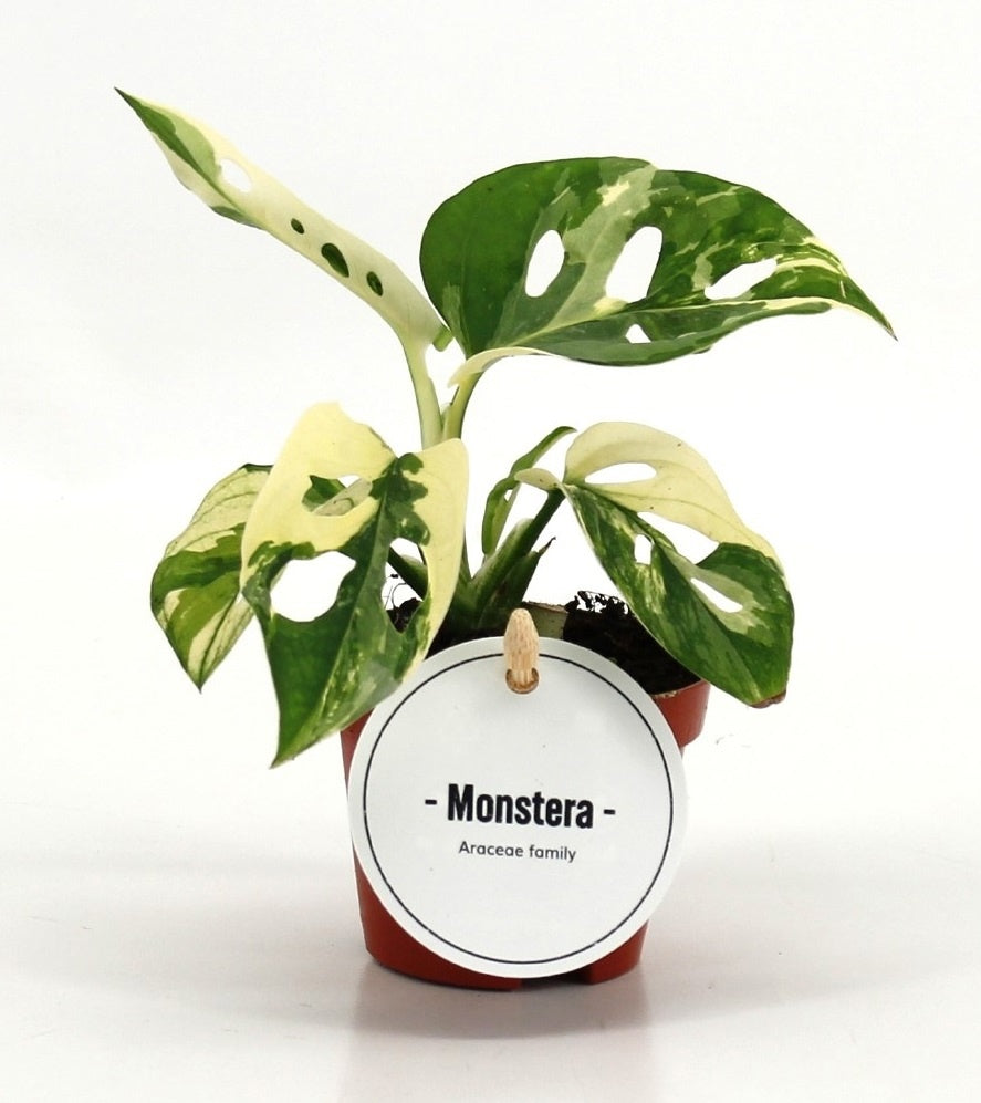 Mostert Nieuwerkerk BV Monstera adansonii Pack of 20