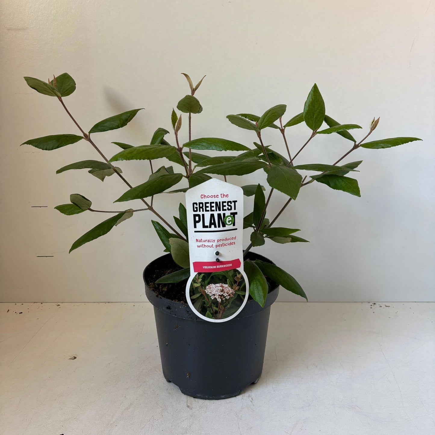 Viburnum burkwoodii 45cm 19cm Pot