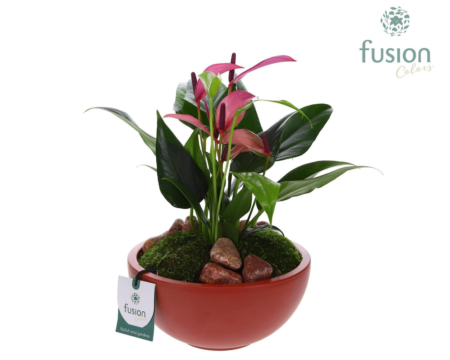 Schaal keramiek Moon Medium marsala rood met Anthurium 29cm 18cm Pot