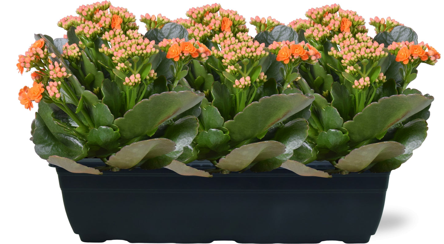 Kalanchoe Perfecta Orange 25cm 40cm Pot