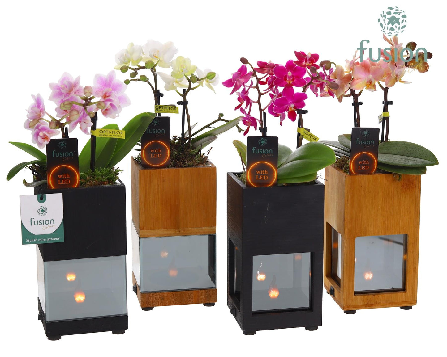 Fusioncolors BV Houten LED planter met vlam met Phalaenopsis Pack of 6