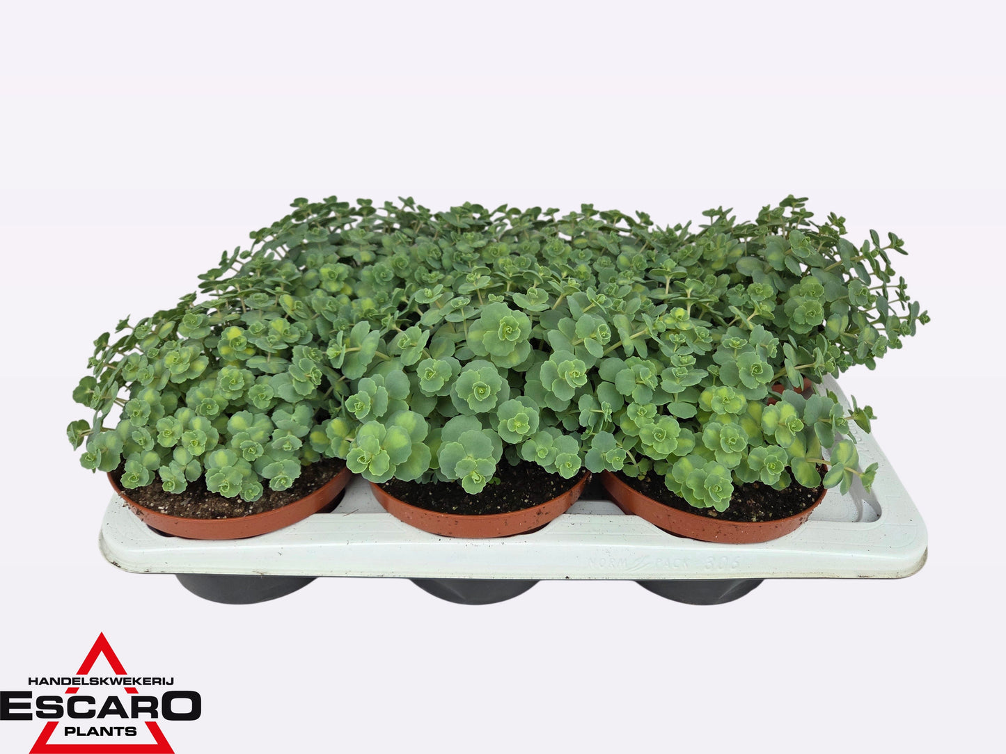 Sedum sieboldii Mediovariegatum 20cm 17cm Pot