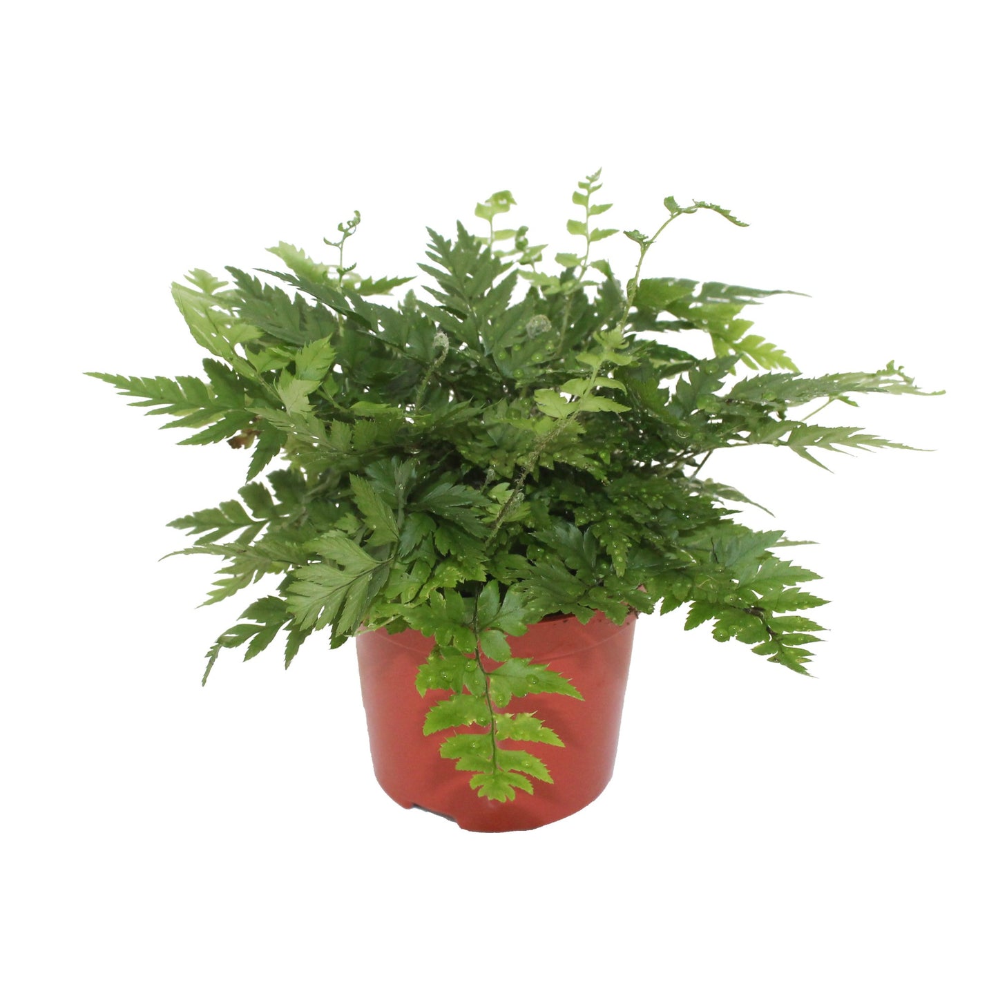 Polystichum rigens 15cm 8.5cm Pot