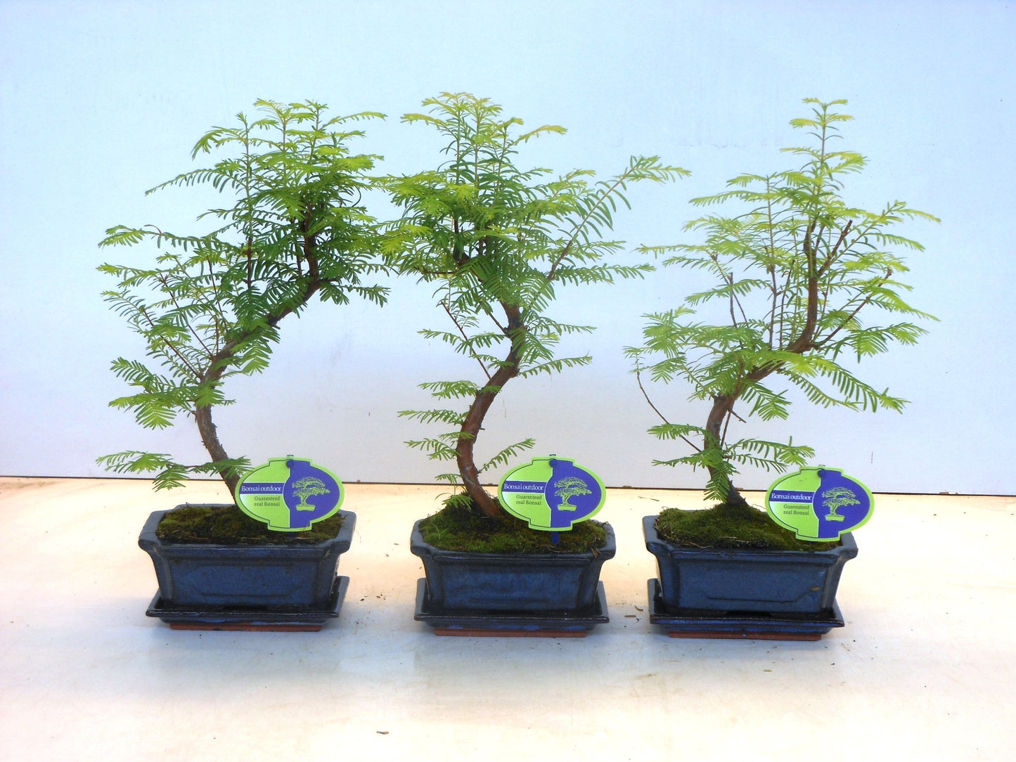 Metasequoia glyptostroboides 30cm 15cm Pot