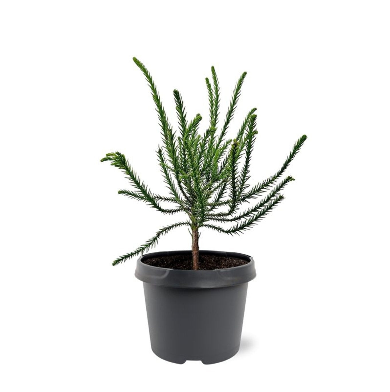 Cryptomeria japonica mix 40cm 19cm Pot