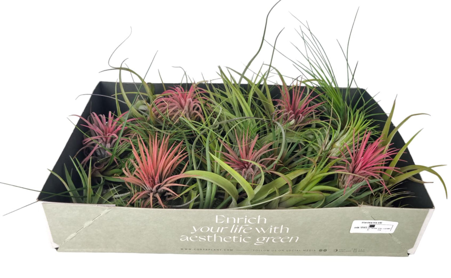 Tillandsia mix 8cm 8cm Pot