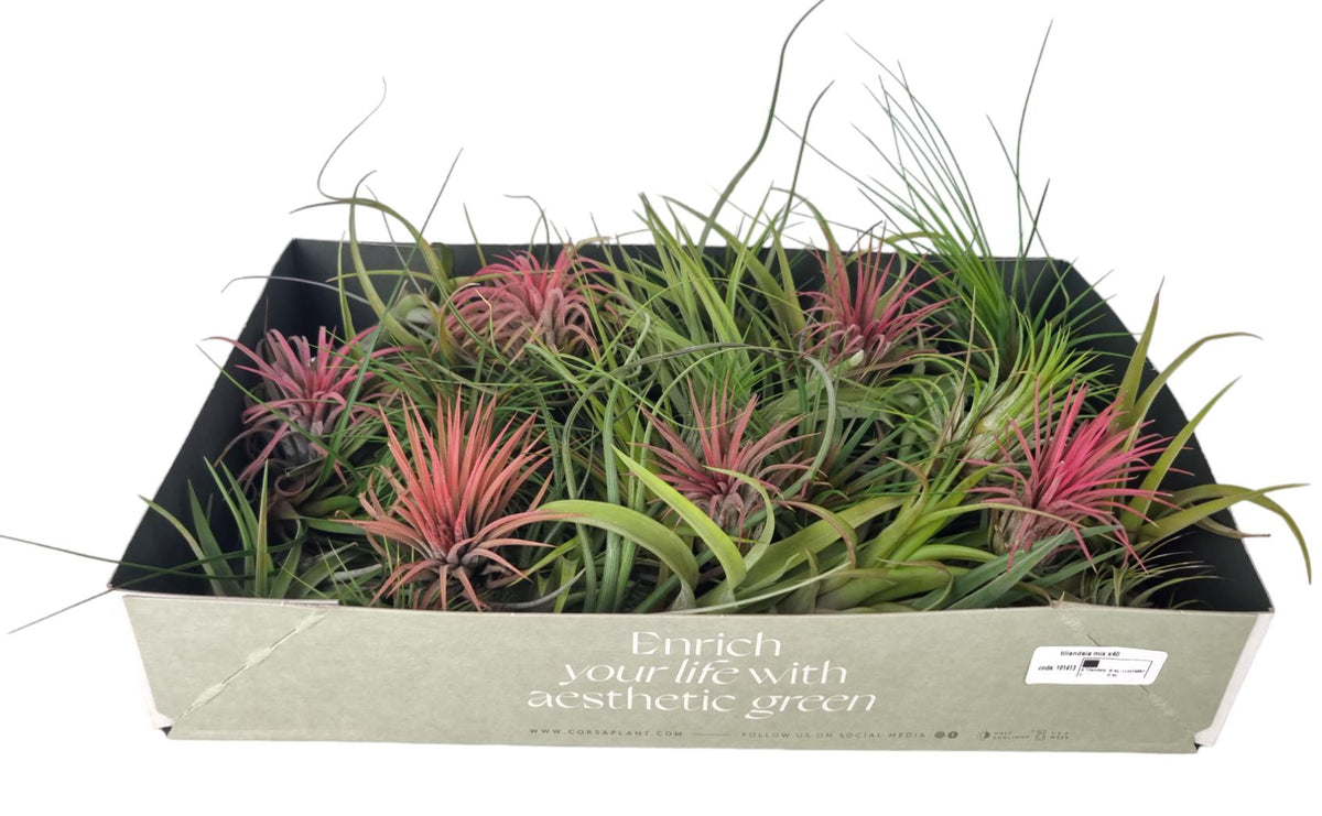 Tillandsia mix 8cm 8cm Pot