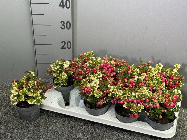 Gaultheria procumbens 20cm 510cm Pot