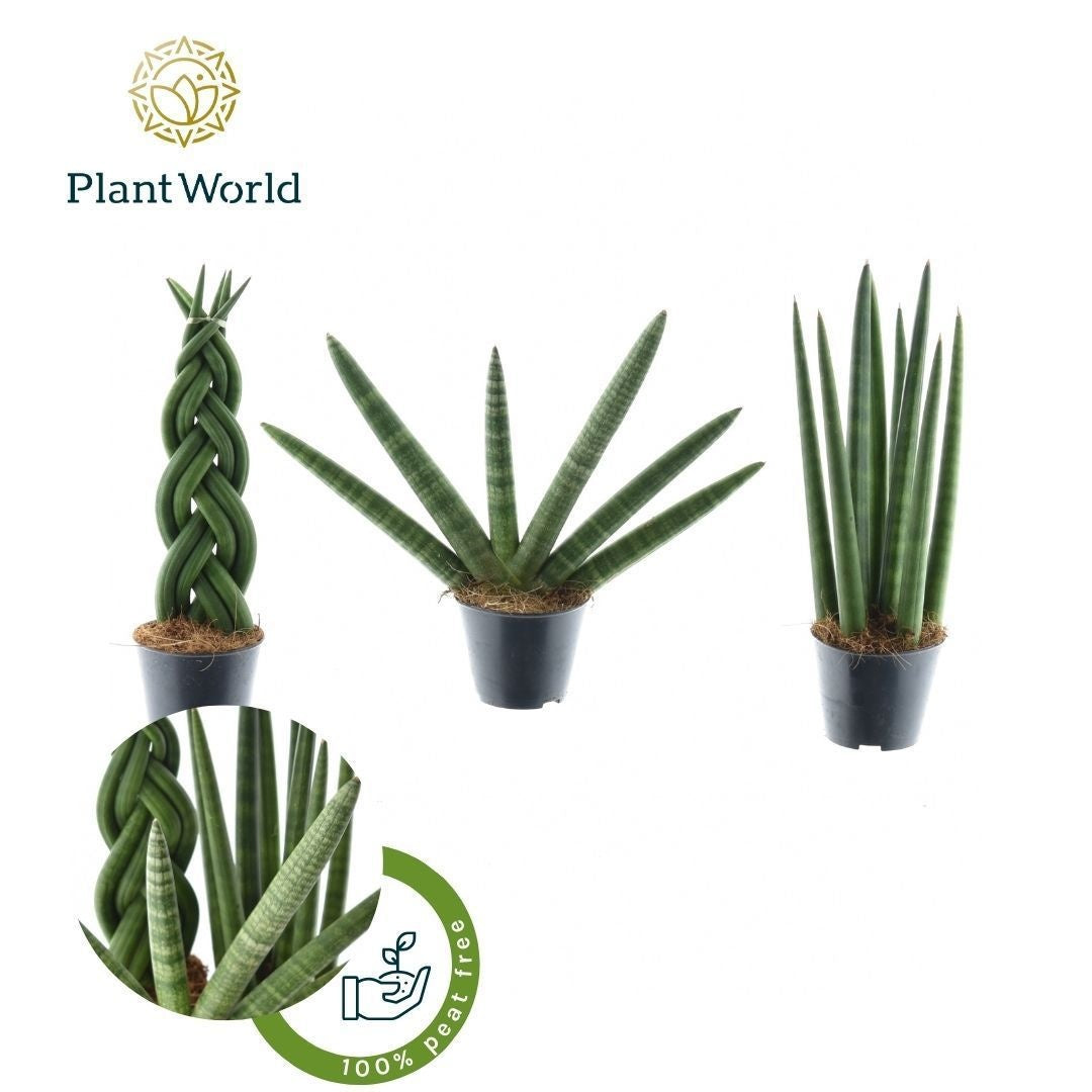 Sansevieria cylindrica 30cm 8.5cm Pot