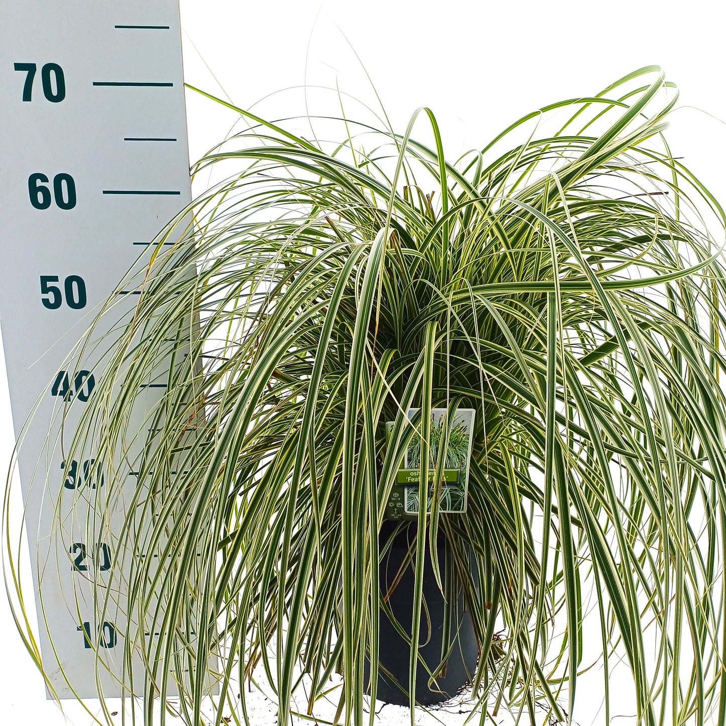 Carex oshimensis 45cm 23cm Pot