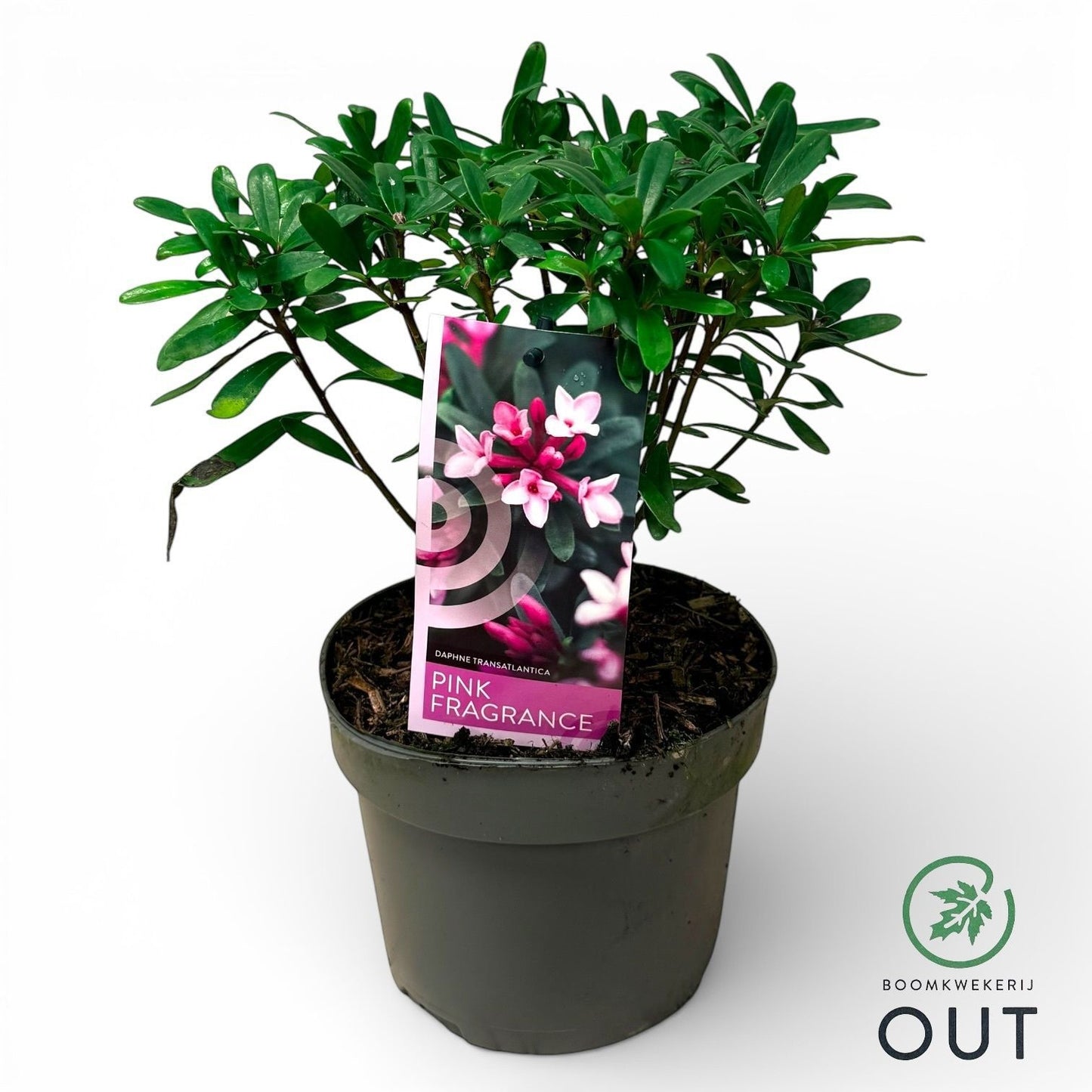 Daphne Pink Fragrance 45cm 17cm Pot