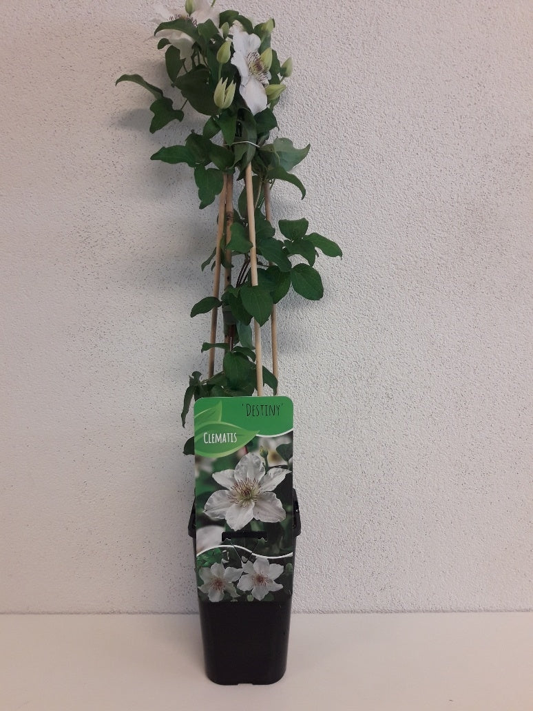 Clematis hybrid mix 60cm 14cm Pot