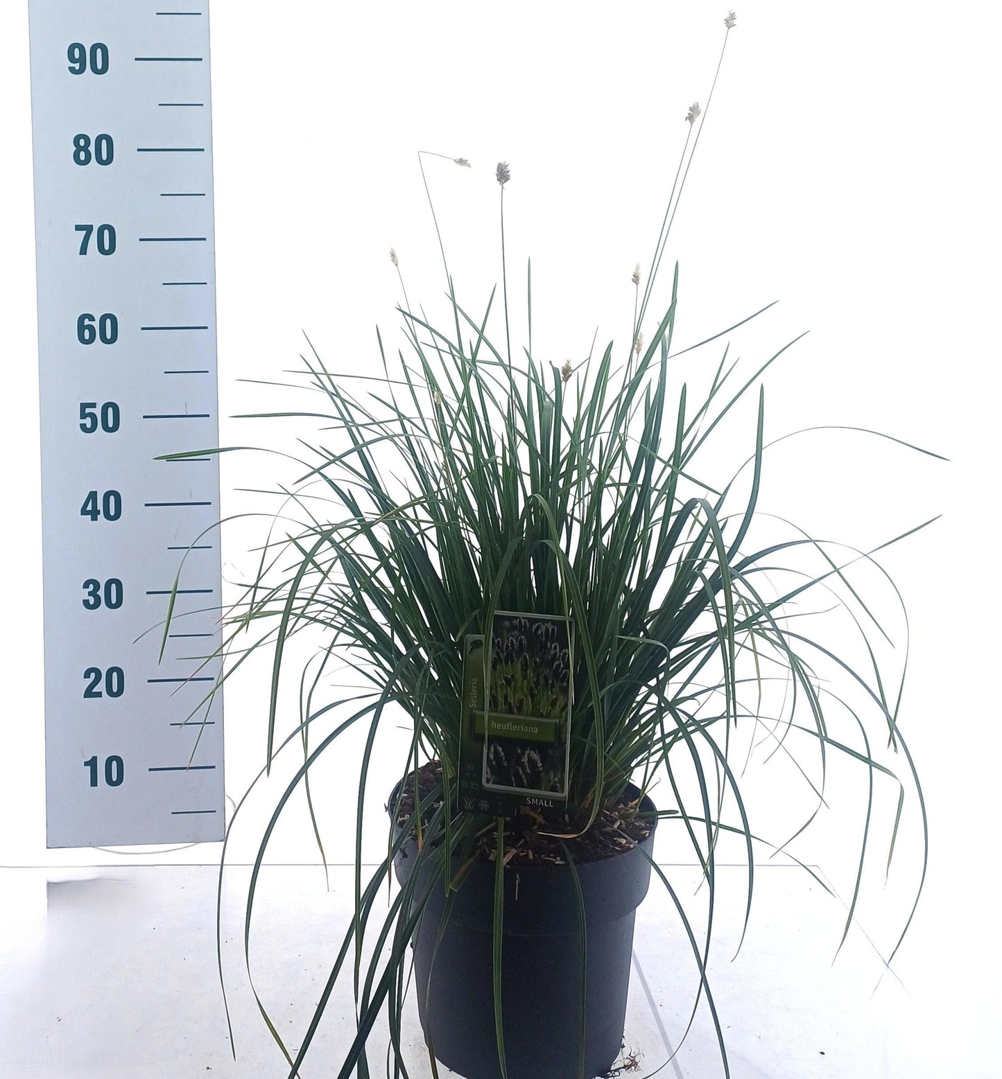 Sesleria caerulea 90cm 23cm Pot