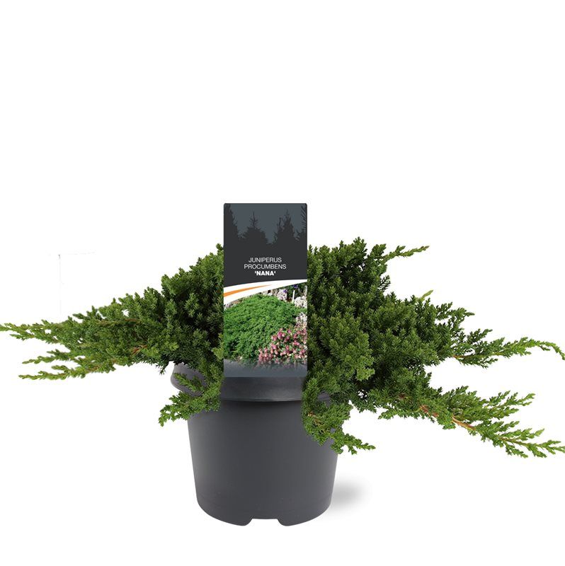 Juniperus procumbens Nana 35cm 23cm Pot