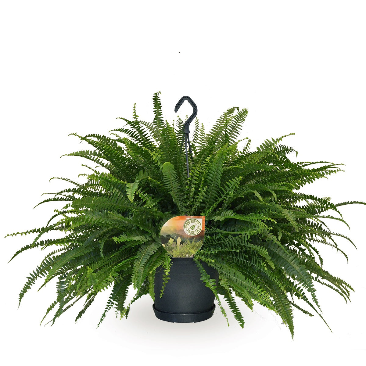 Nephrolepis Green Lady 60cm 20cm Pot