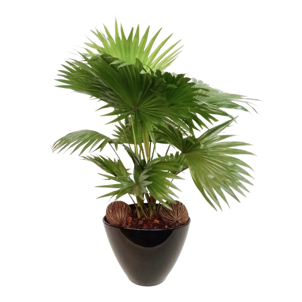 Livistona rotundifolia 70cm 26cm Pot