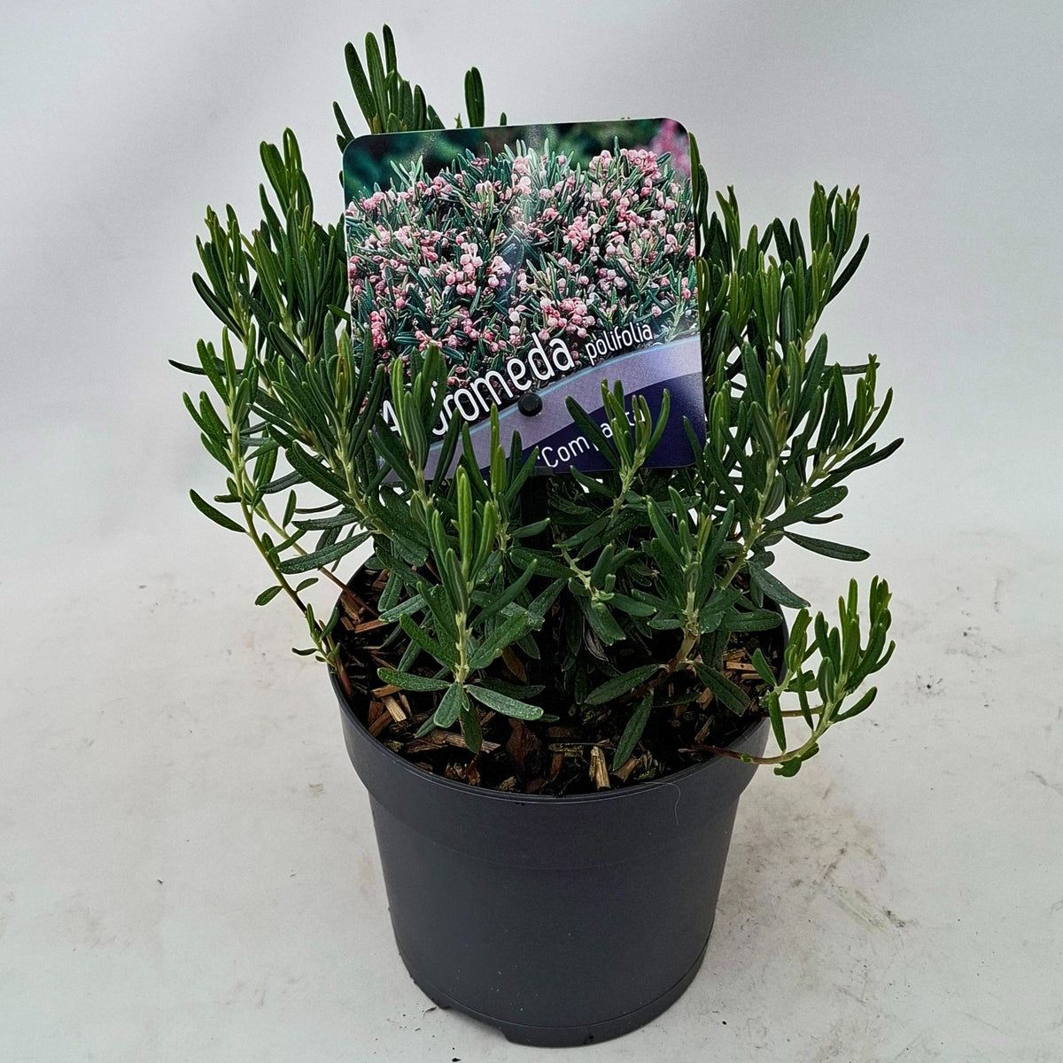 Andromeda Compacta 15cm 13cm Pot
