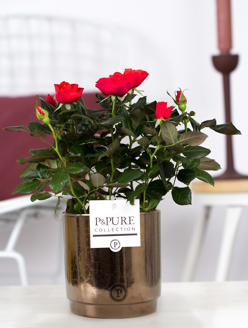 Rosa Beau Monde red 28cm 12cm Pot