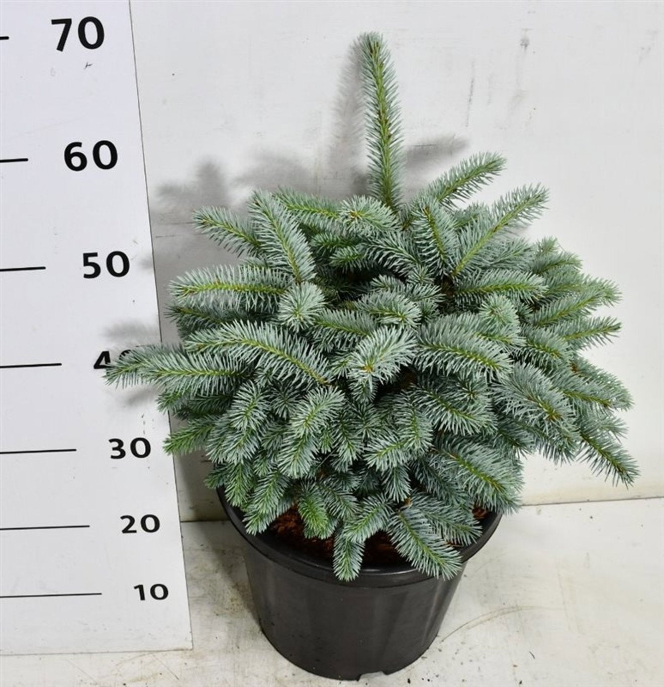 Picea pun. Glauca Globosa 60cm 32cm Pot