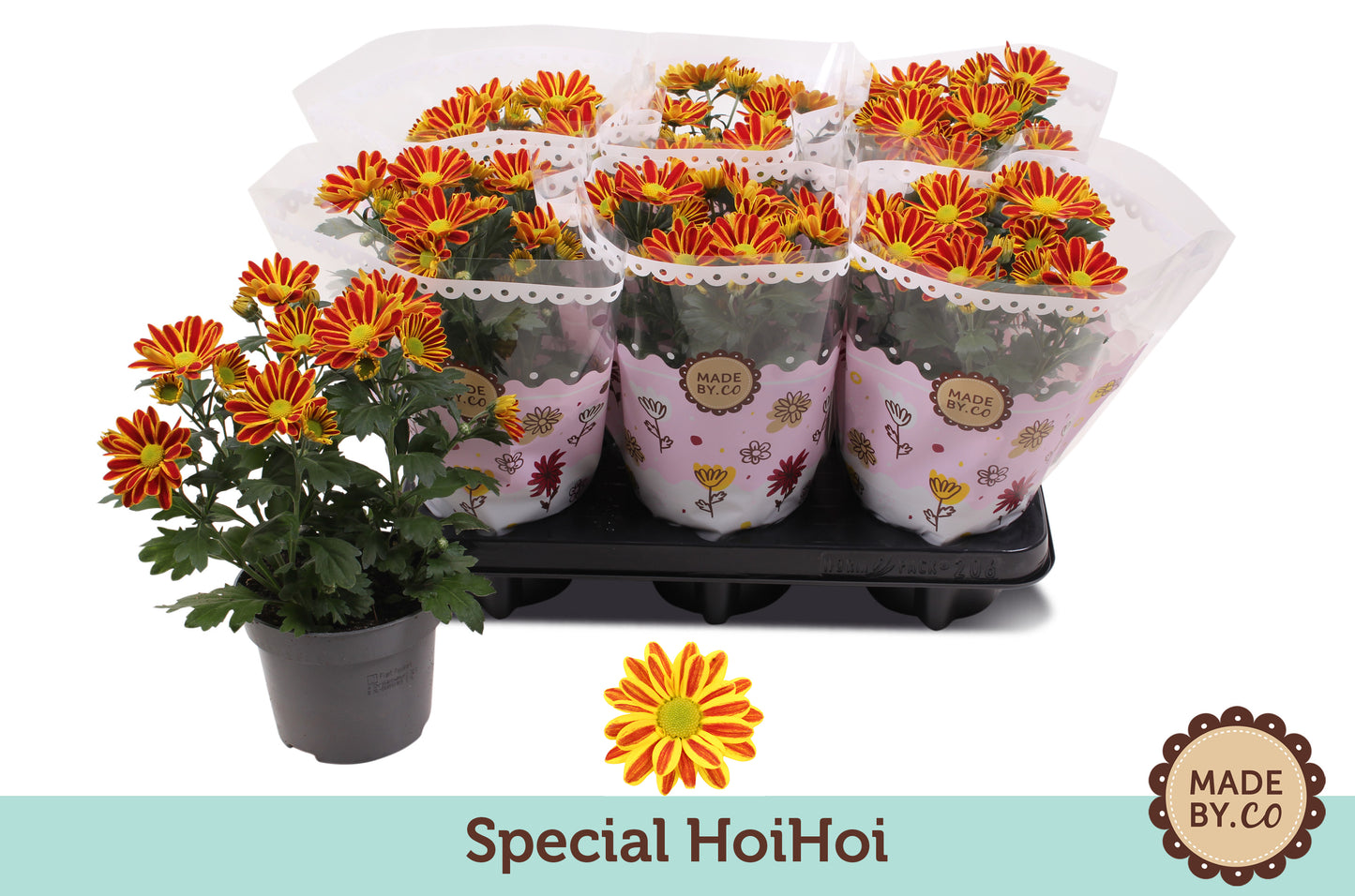 Chrysanthemum special hoihoi 25cm 12cm Pot