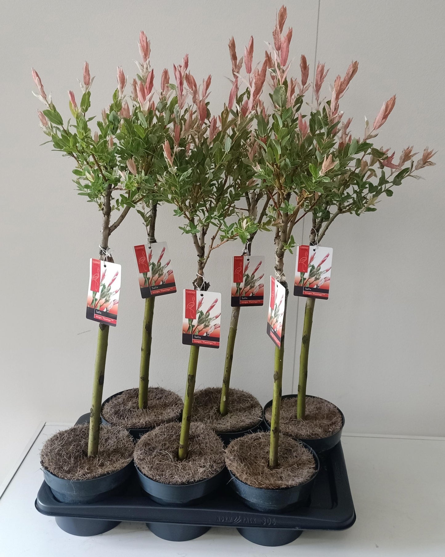 Salix integra Flamingo 80cm 17cm Pot