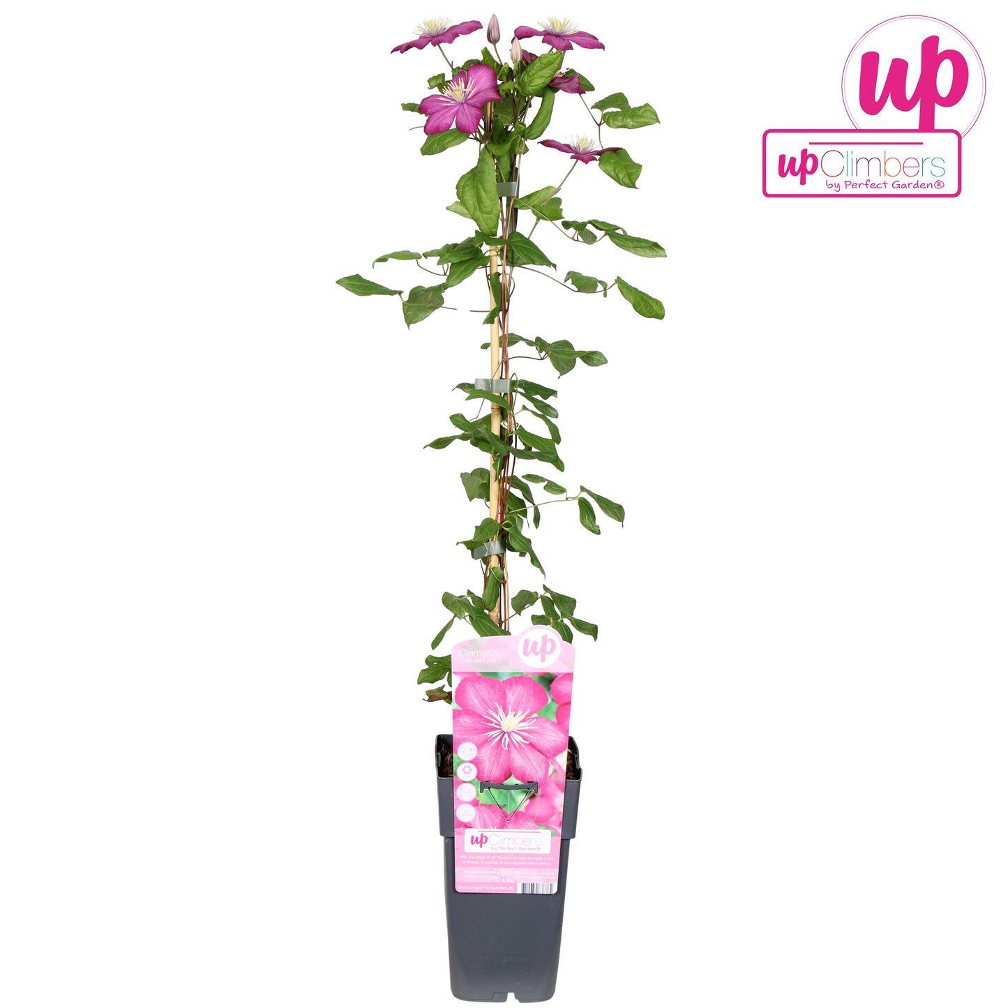 Hoogeveen Plants BV Clematisi Ville de Lyon Pack of 10