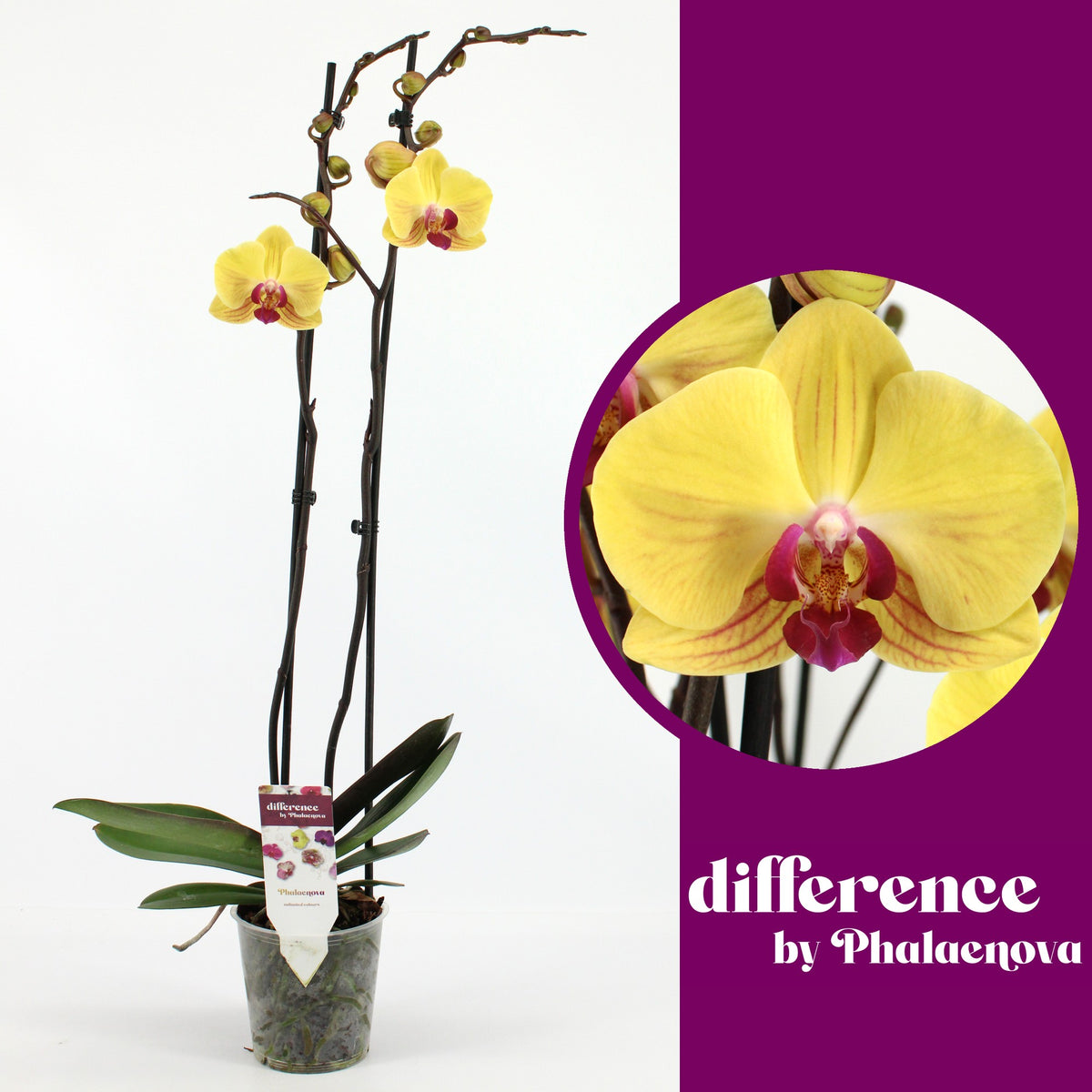 Phalaenopsis Goldion 70cm 12cm Pot