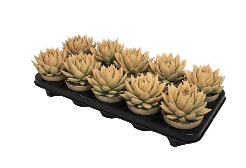 Echeveria Miranda 13cm 10.5cm Pot