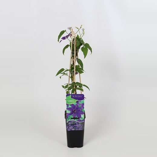 Clematis The President 60cm 14cm Pot