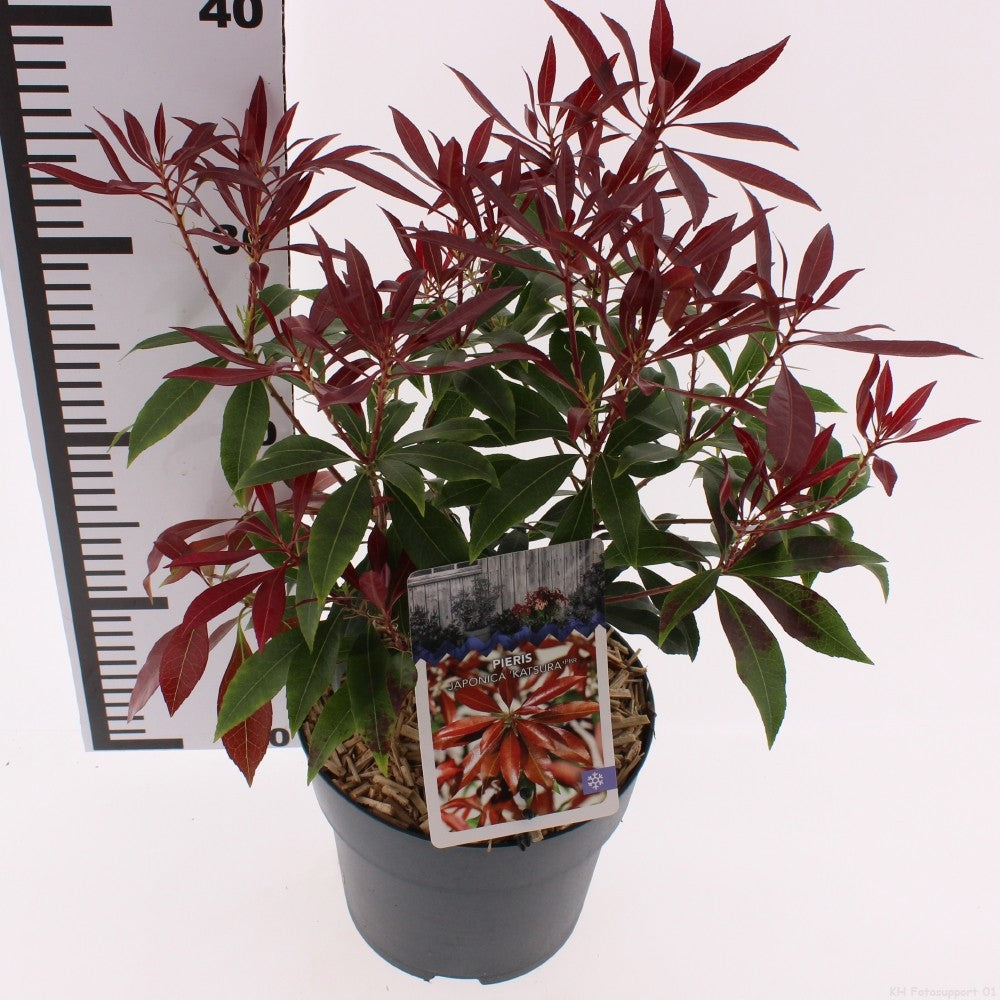 Pieris japonica Katsura 30cm 17cm Pot