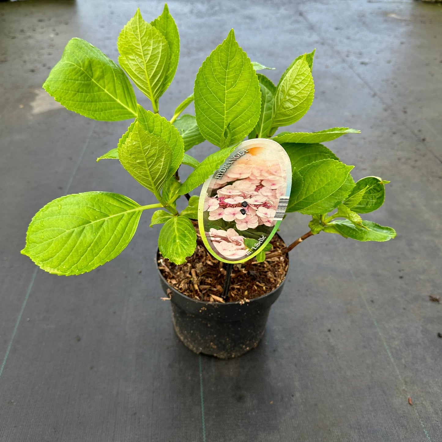 About Plants Zundert BV Hydrangea Libelle Pack of 1