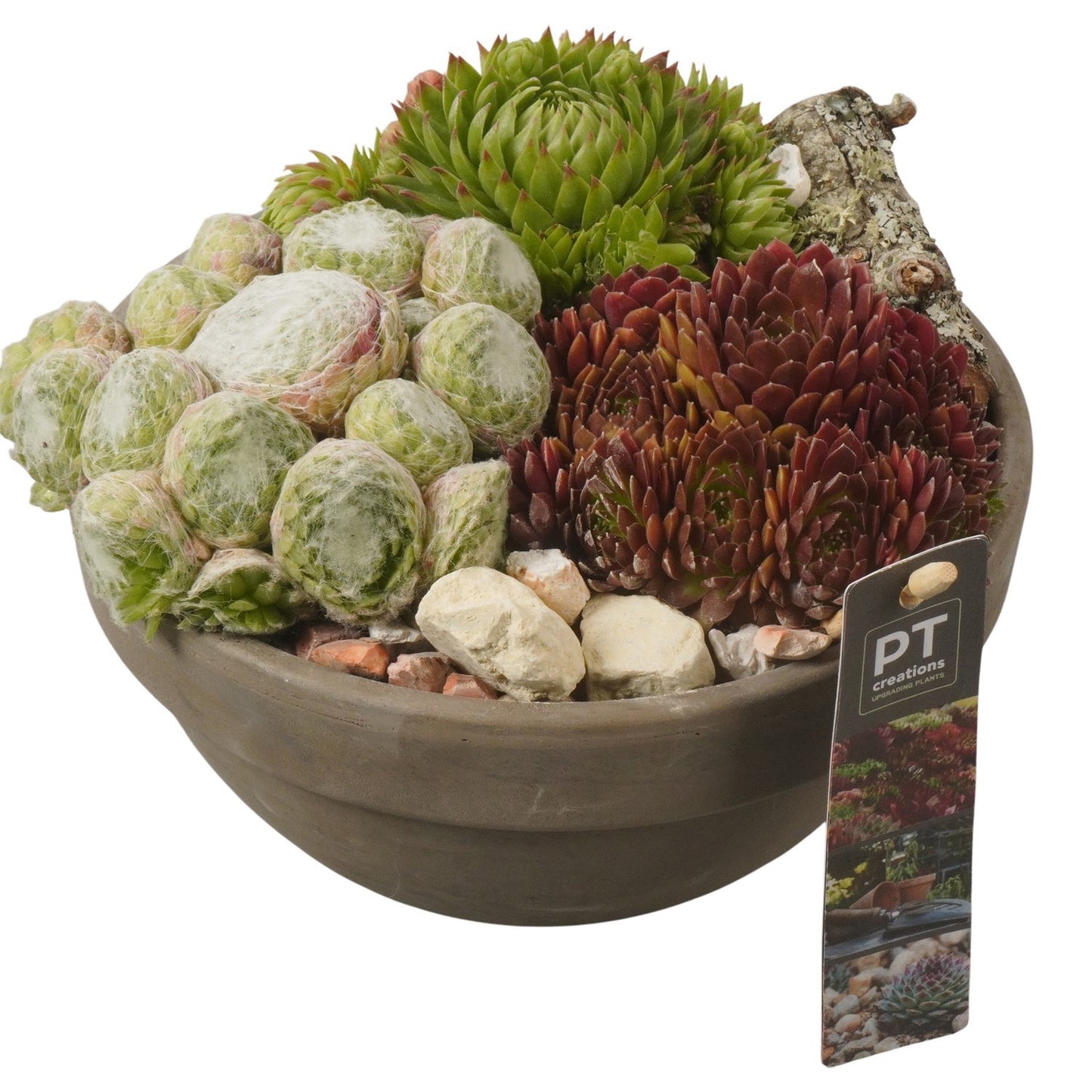 arr. Sempervivum 15cm 19cm Pot