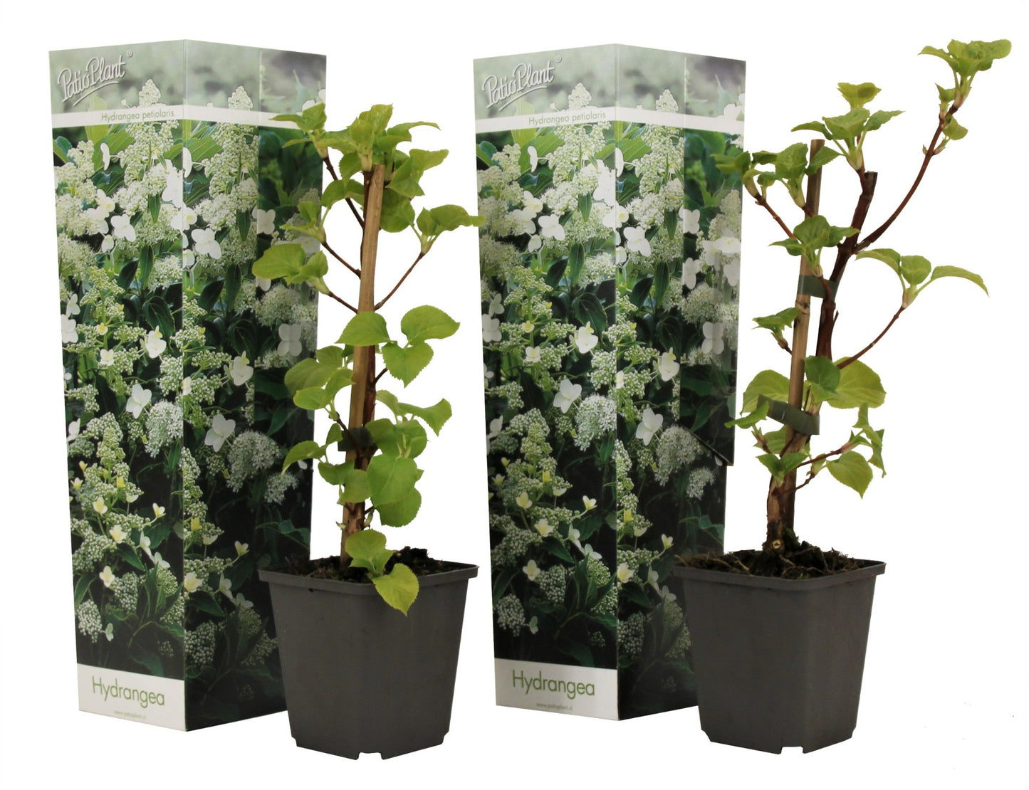 Hydrangea petiolaris 35cm 9cm Pot