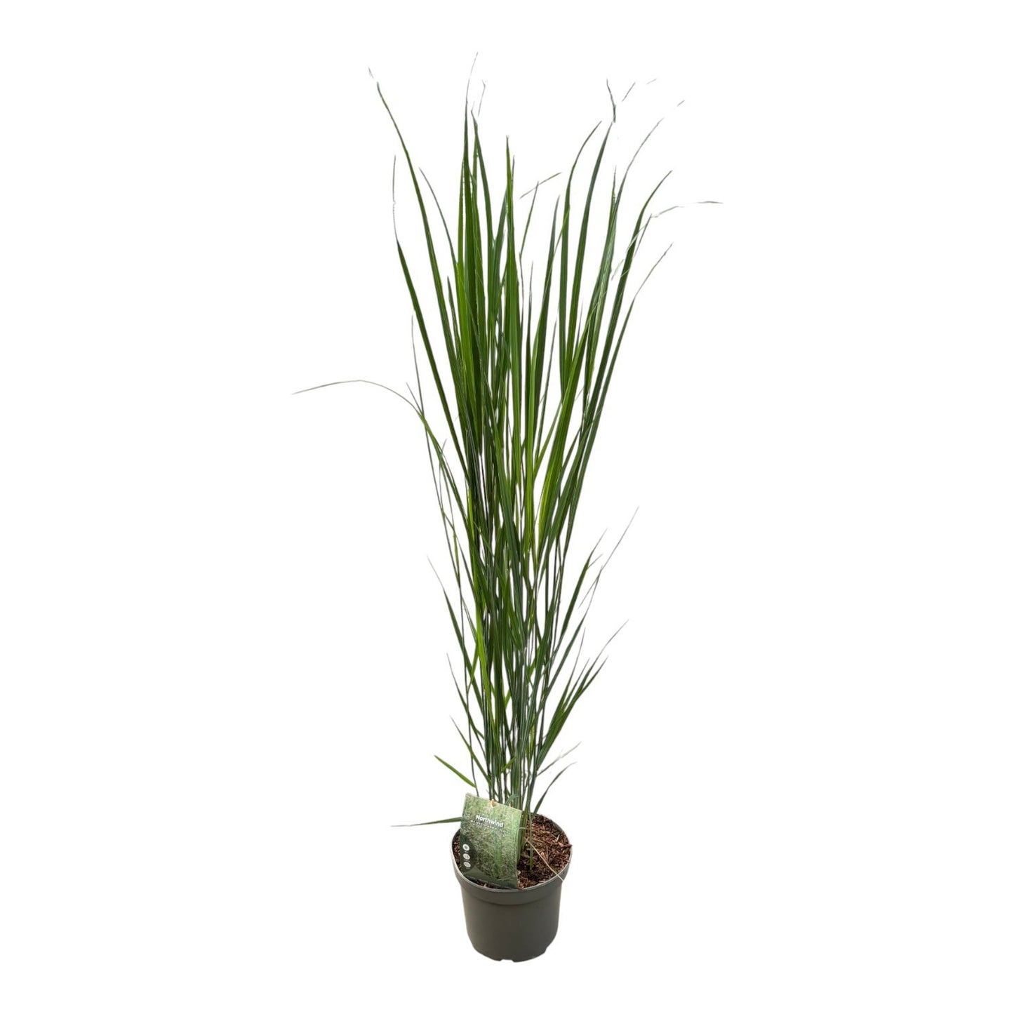 Panicum North Wind 120cm 23cm Pot