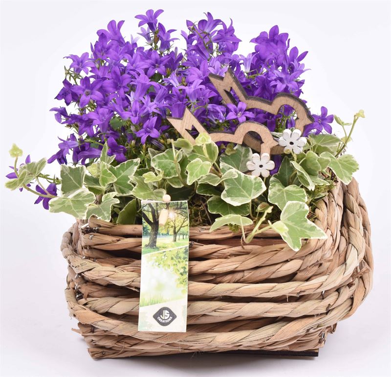 Campanula in terracotta pot 22cm Pot