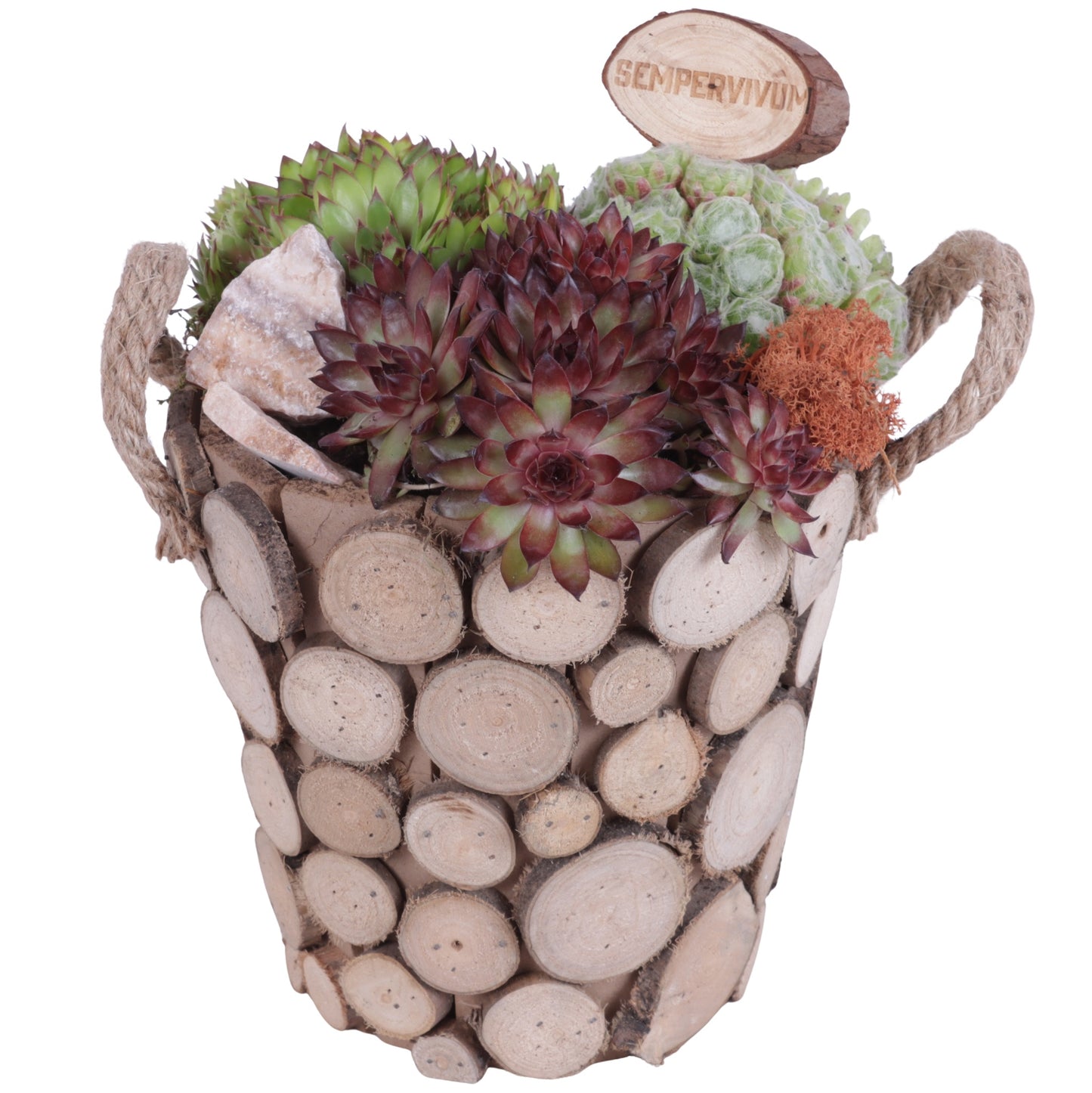 arr. Sempervivum 30cm 20cm Pot