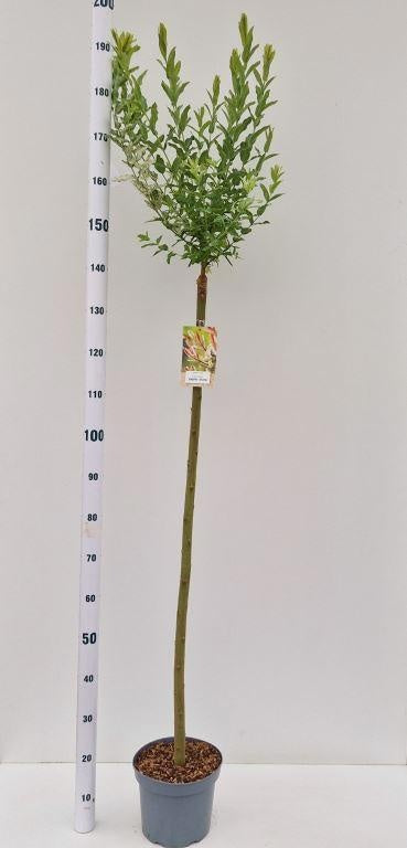 Salix integra Hakuro Nishiki 120cm 23cm Pot