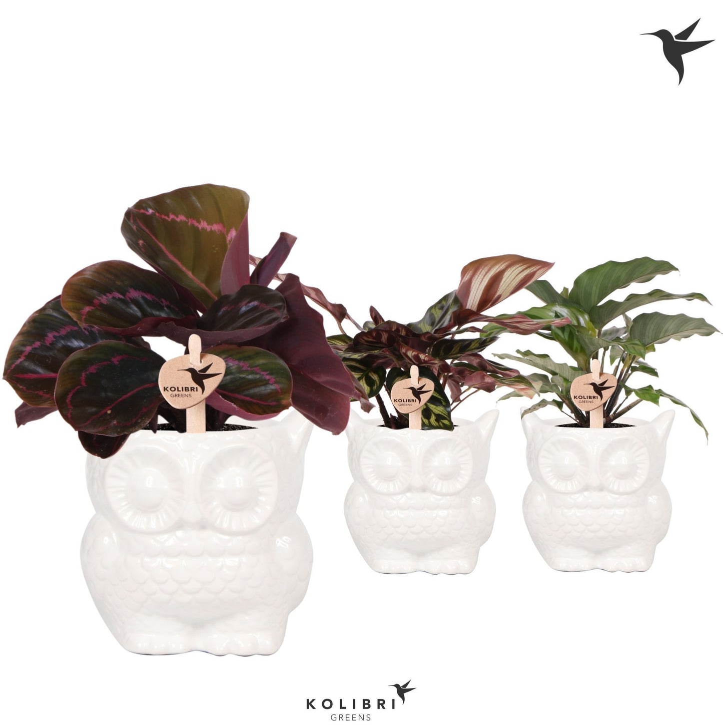 Calathea mix 25cm 9cm Pot
