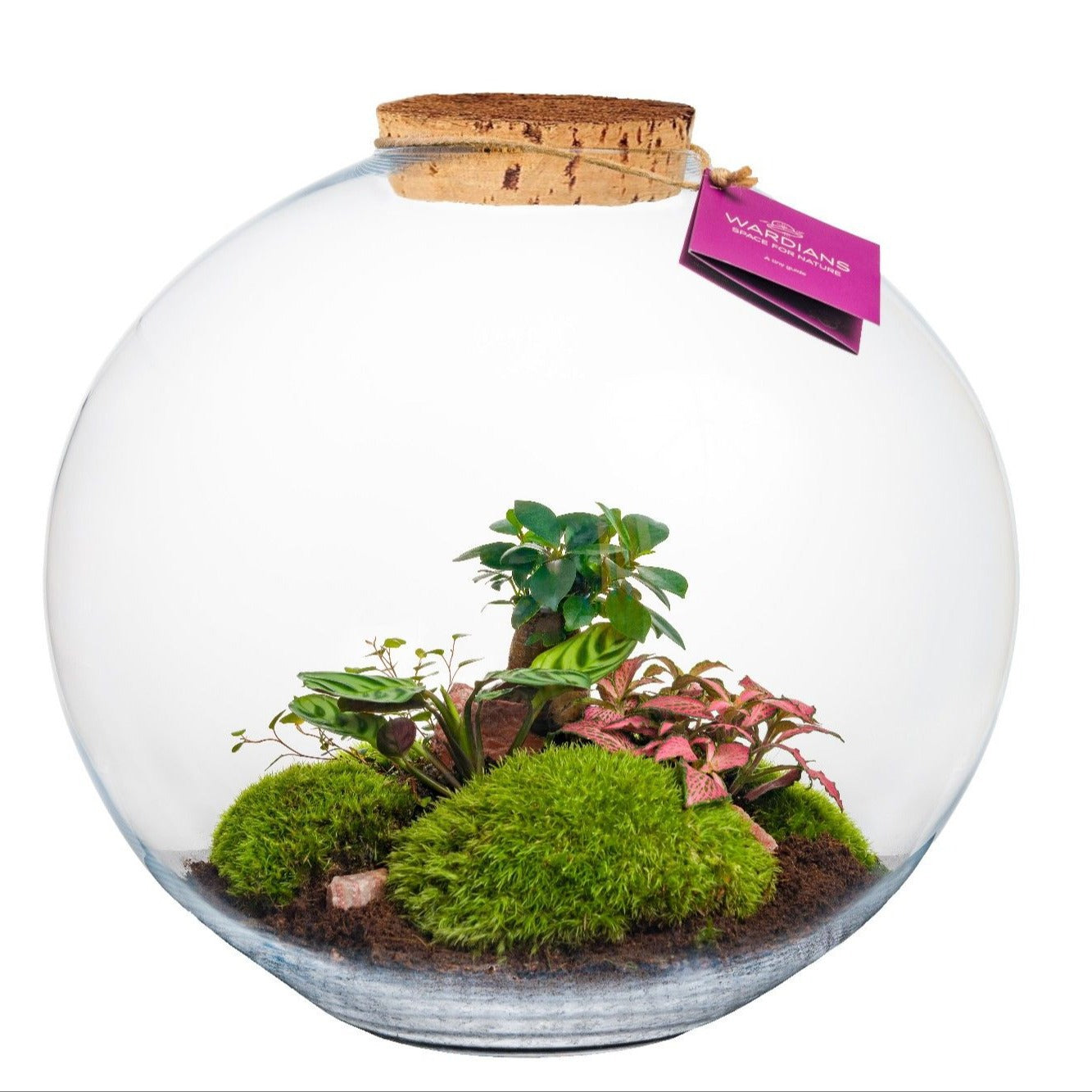 Wardians Terrarium - Moon large 39cm 39cm Pot