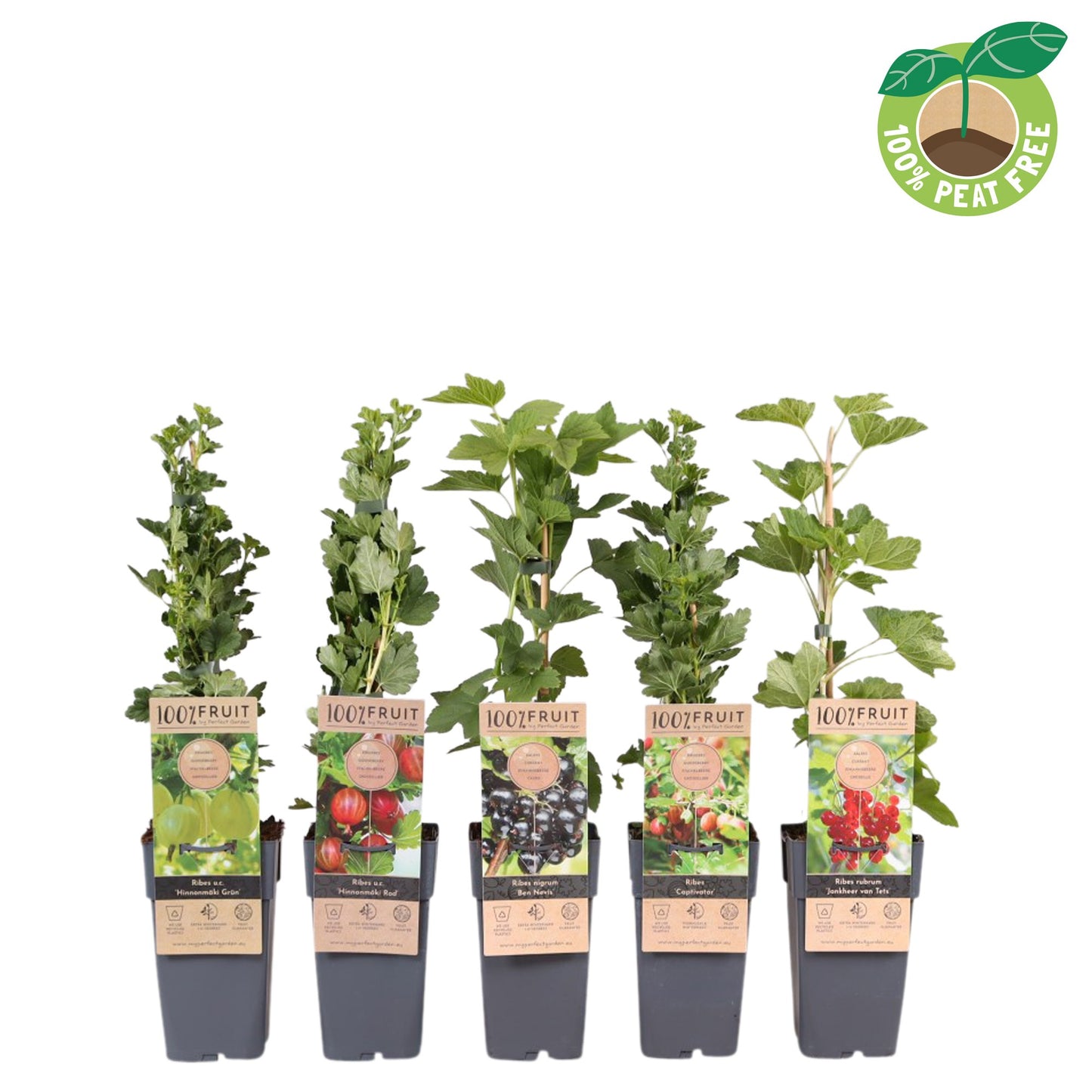 Ribes mix 50cm 15cm Pot