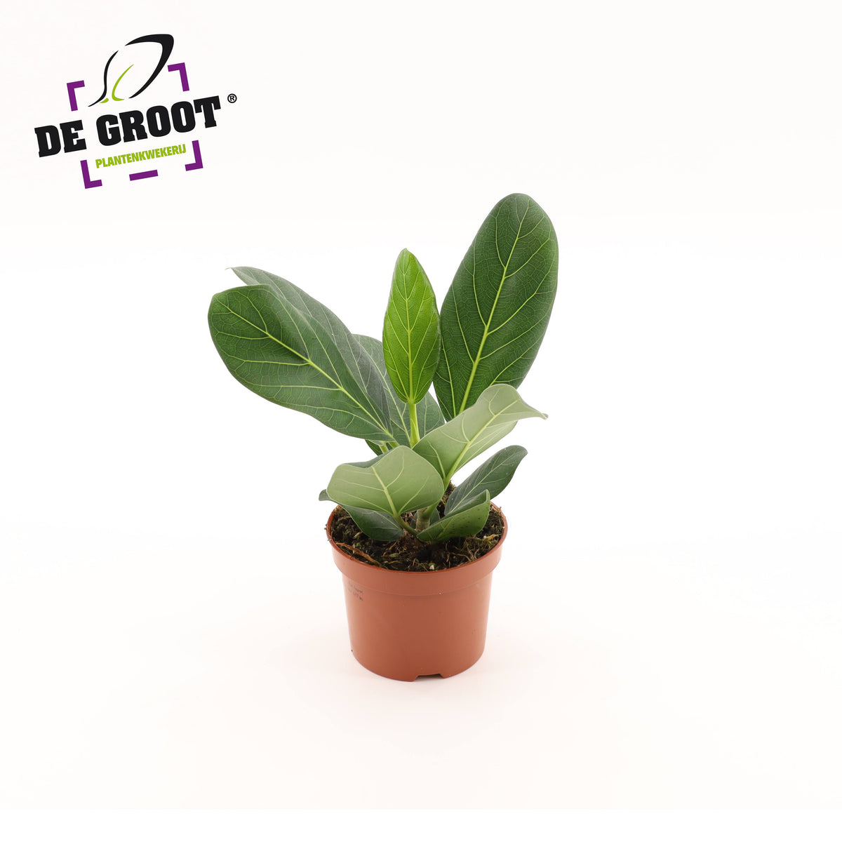 Ficus benghalensis 25cm 12cm Pot